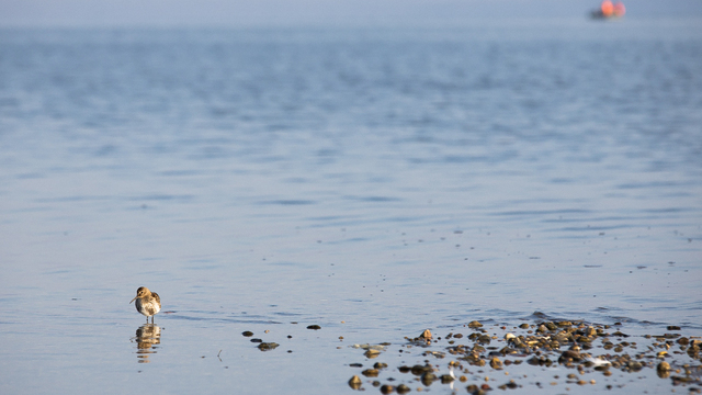 Учёные Зоологического института РАН пришли к выводу, что стройка гостиницы на Куршской косе не навредит птицам  