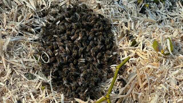 Куски сотов валяются на земле: на Верхнем озере разорили дупло с пчёлами (фото)  