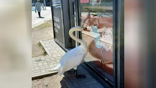 «Маловероятно, что он охраняет гнездо»: поведение «лебедя-кофемана» прокомментировал калининградский орнитолог  