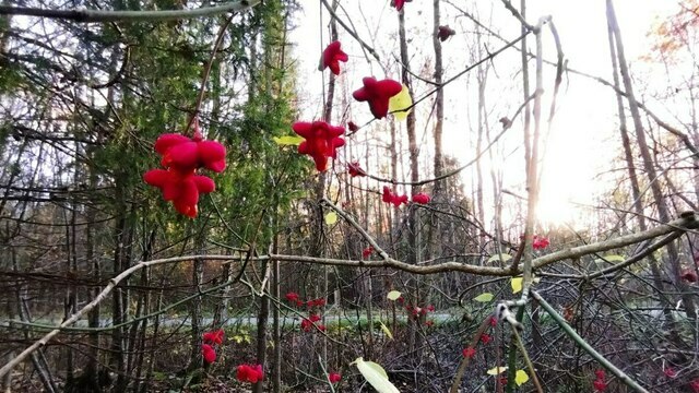 «Сначала заметили галошу и куртку»: в жутковатом лесу под Правдинском нашли останки женщины, исчезнувшей год назад  