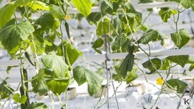 «Вот так чудо! Наконец, стал дешевле огурец!»: музыкальный дайджест калининградских новостей за неделю (видео)  