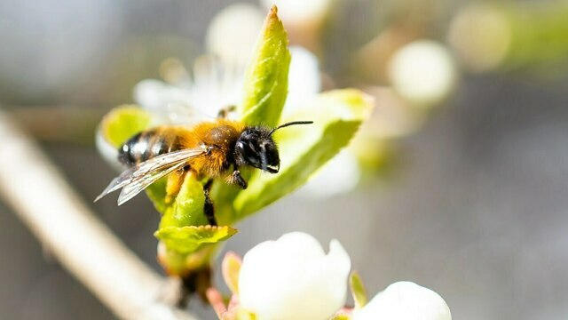 Бор добавить, азот ограничить: как подкармливать цветущие яблони, рассказал калининградский агроном
