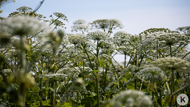 В Зеленоградском районе заплатят 1 млн рублей за оценку химической борьбы с борщевиком  