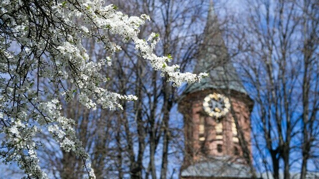 Фото дня: цветущие деревья на острове Канта в Калининграде 
