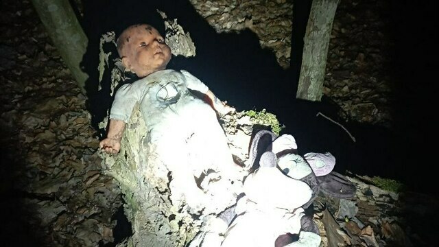 К деревьям прибиты кукольные головы: о лесных капищах и проказах лешего рассказали калининградцы