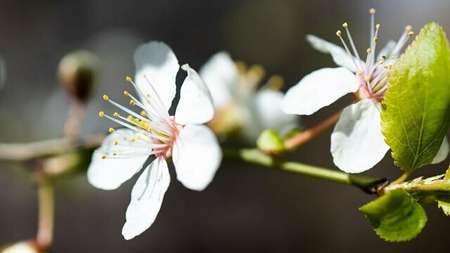 Скорая помощь для сада: калининградский агроном рассказал, как спасти яблони листовой подкормкой