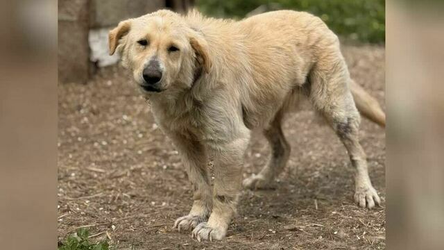 «Без лекарства Лане не справиться»: калининградский приют для животных борется за здоровье сотни подопечных (фото)  