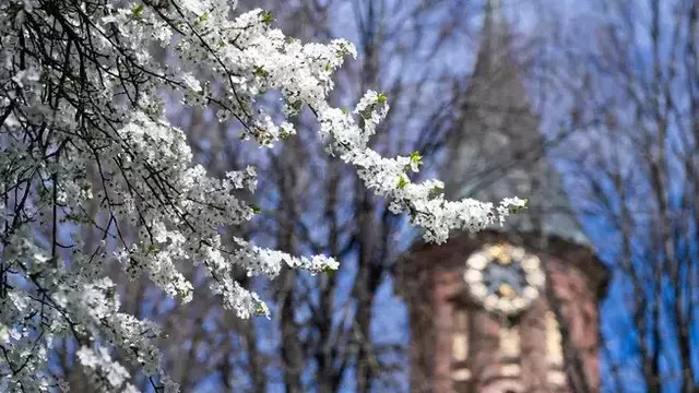 На майских праздниках в Калининград придет лето с грозами