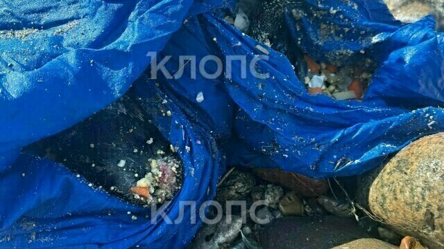 На побережье Калининградской области обнаружили странные мешки с мёртвыми птицами (фото)  