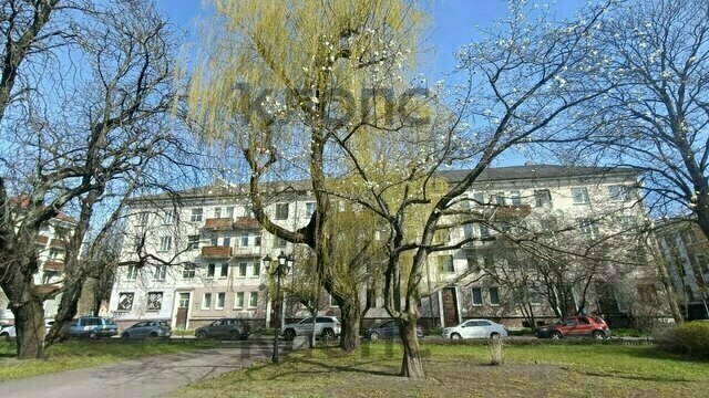 Магнолию у драмтеатра в Калининграде изуродовали без разрешения, виновных будет искать полиция 