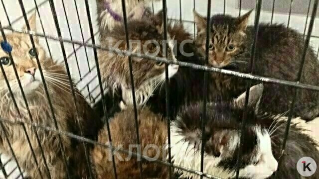 «Они всю ночь сидели в кипятке»: из-за прорыва трубы в калининградском антикафе «Мяу Мяу» погибли 22 кошки   
