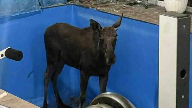  В праздничные выходные в дом калининградки заглянул лось