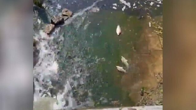На Нижнем озере в Калининграде рыба выбрасывается из воды (видео)