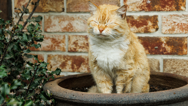 Калининградский котик