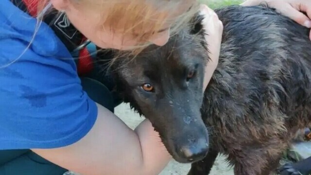 Сидела в холодной воде: в Калининграде спасатели достали собаку из дренажного колодца (фото, видео)