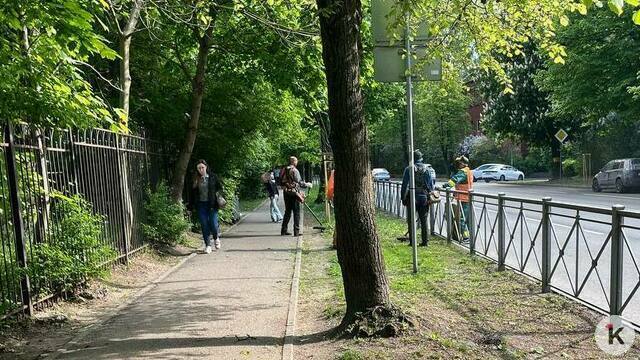 Дятлова объяснила, почему Калининград покупает шумные бензиновые косы вместо тихих электрических