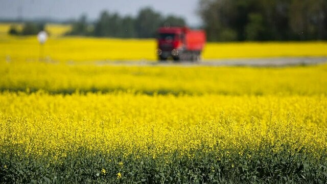 Берегись свирепствующих пчёл и не берись за выпечку: приметы на 2 июня