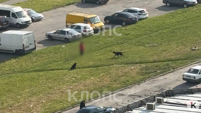 Продолжают выгуливать без поводка: владелица погибшего шпица вновь пожаловалась на хозяев ротвейлеров  