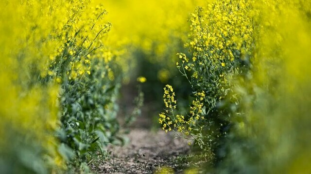 Не пользуйся чужой расчёской и сторонись прогулок в глуши: приметы на 5 июня