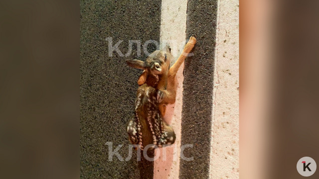 Лежал на двойной сплошной: житель Куршской косы спас растерянного Бэмби (фото, видео)  