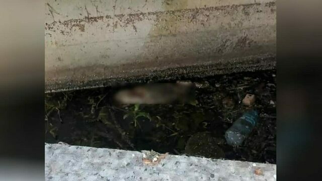 «Слава богу, что не человек»: калининградка две недели ждёт, пока  из Верхнего озера уберут утонувшее животное (фото)