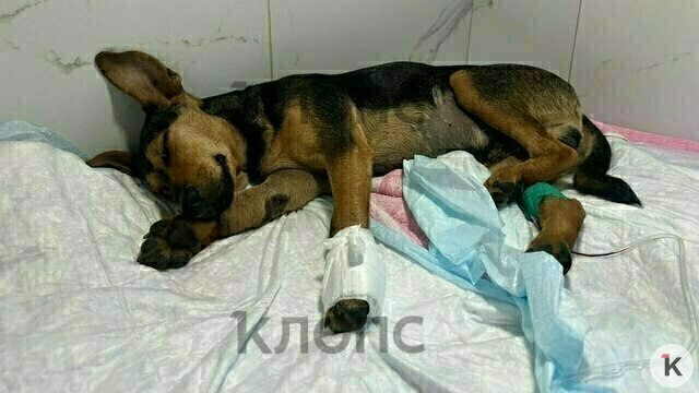 «Возвращать нам его не надо»: в Правдинском районе хозяева отказались от сбитого машиной шестимесячного щенка