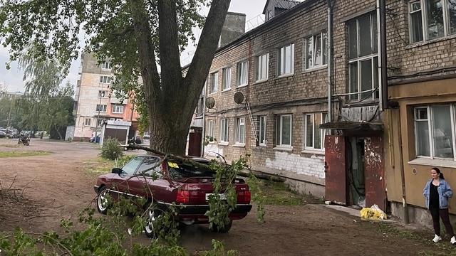 В Калининграде крупная ветка упала на машину во дворе, где не закончили обрезку опасных деревьев 