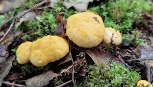 В лесах Калининградской области появились первые лисички (фото)