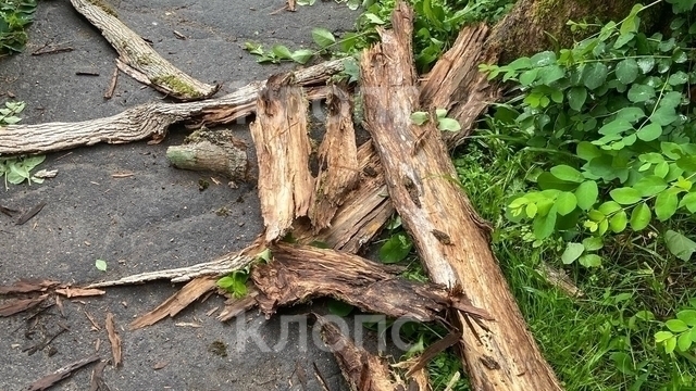 Калининградцу пришлось удочкой сбить нависшую над головами кору засохшего дерева, которое давно просят убрать (фото)  