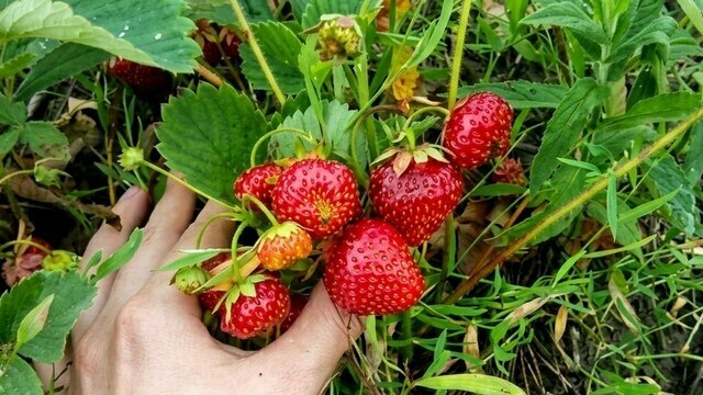 Усы можно, но с жёсткими ограничениями: агроном рассказал, как спасти урожай клубники   