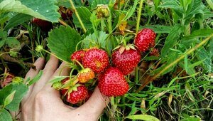 Усы можно, но с жёсткими ограничениями: агроном рассказал, как спасти урожай клубники   