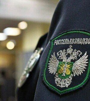 Сделано в Калининграде: творожные сырки со сгущёнкой наполняли заменителем молочного жира