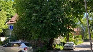 В Калининграде роскошную липу готовят к вырубке, а опасный сухостой не замечают: горожане не понимают логики властей (фото) 