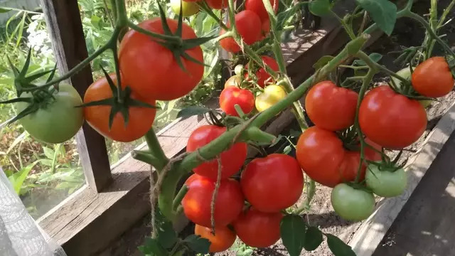«Уносит до 80% урожая»: агроном объяснила, как не дать фитофторе сожрать весь участок