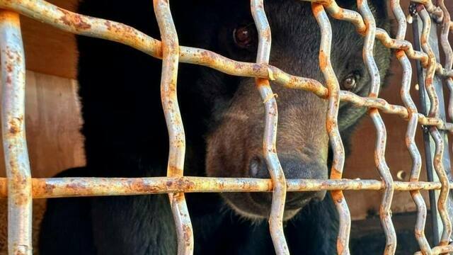 Косолапый рейс: экипаж контейнеровоза «Алиса» рассказал, как в Калининград везли медведя Васю (фото, видео)  