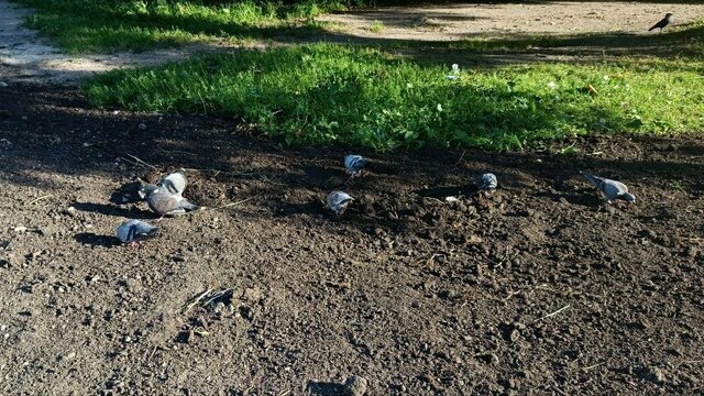 В Калининграде будущий газон на Фрунзе стал бесплатной столовой для голубей (видео)