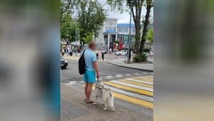В Зеленоградске обладатель голубых шортов украл хаски, а потом подбросил её в зоомагазин хромой и побитой (фото)  