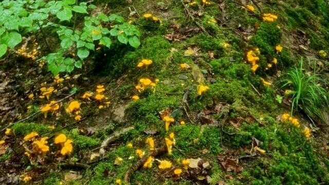 В Черняховском округе собирают вёдрами лисички и фотографируют полипорусы