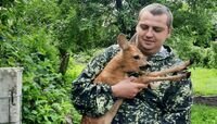«Зверушка вопила, но Женя её поймал»: в Краснознаменске лесничий спас косулёнка, два дня прятавшегося во дворе (фото)  