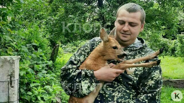 «Зверушка вопила, но Женя её поймал»: в Краснознаменске лесничий спас косулёнка, два дня прятавшегося во дворе (фото)  