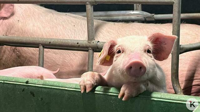 В Калининградской области стало больше свиней 