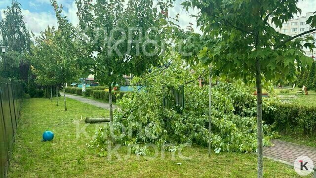 Заведующая детсадом в Калининграде объяснила, почему не признаёт вину после падения дерева на мальчика