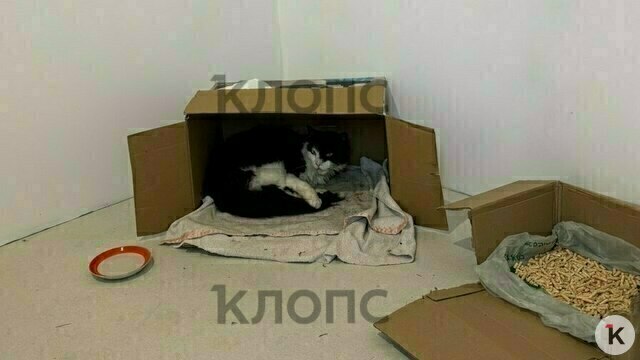 Сломали челюсть и бросили: под Калининградом семья спасает дворового кота, которого покалечили неизвестные (фото, видео) 