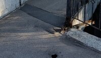 Дыра на несколько метров вниз: у мостика напротив Королевских ворот образовался провал (фото, видео)  