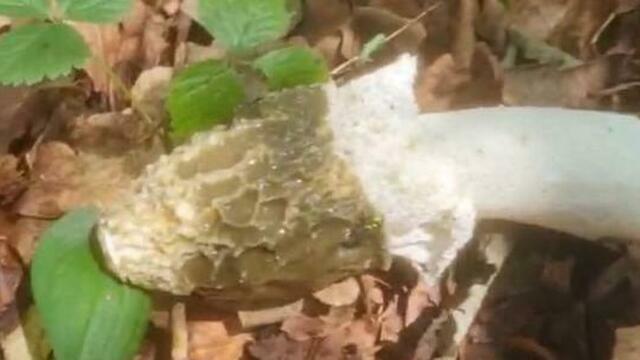 В лесу в Калининградской области нашли необычную «даму под вуалью» (видео)