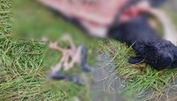 Им сверху видно всё: под Неманом семья белохвостых орланов напала на стадо овец (фото)  