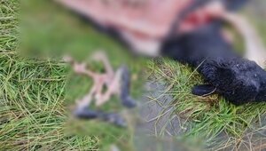 Им сверху видно всё: под Неманом семья белохвостых орланов напала на стадо овец (фото)  