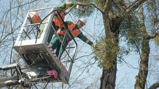 Калининградцы за месяц заплатили больше миллиона за самовольные свалки и обрезку деревьев