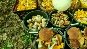 Трёхкилограммовый гриб, из которого можно жарить стейки, нашли в Нестеровском округе (видео)