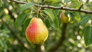 Не крутить на пике мягкости: как правильно срывать груши и что делать с деревом после сбора урожая — инструкция для садоводов